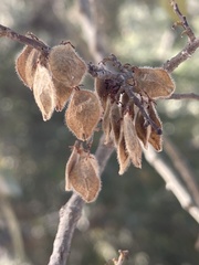 Ulmus crassifolia