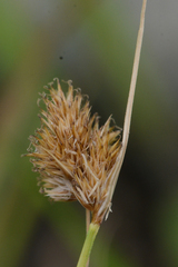 Carex unilateralis