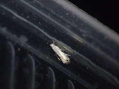Phyllocnistis vitegenella