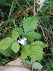 Rubus caesius