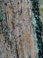 Chaenotheca ferruginea