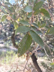 Ulmus crassifolia