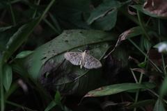 Herpetogramma phaeopteralis