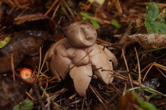 Geastrum rufescens