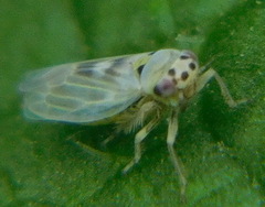 Macrosteles