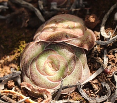 Crassula hemisphaerica