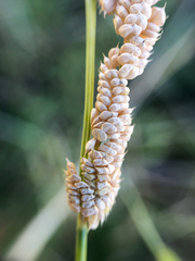 Beckmannia syzigachne
