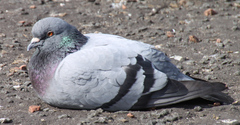 Columba livia domestica