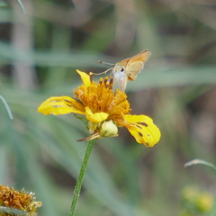 Copaeodes aurantiaca
