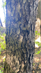 Pinus