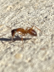 Camponotus sansabeanus