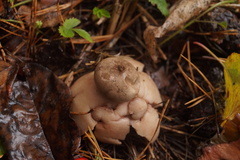 Geastrum rufescens