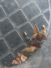Sassacus papenhoei