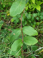 Symphoricarpos occidentalis