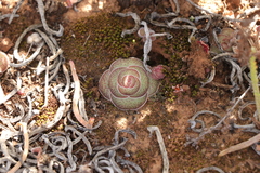 Crassula hemisphaerica