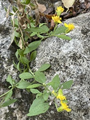 Perityle lindheimeri