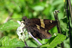 Eudamini