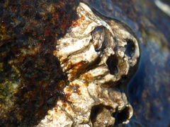 Semibalanus balanoides