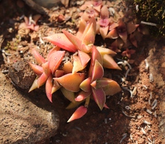 Crassula capitella