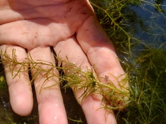 Hydrocharitaceae