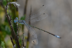 Lestes unguiculatus
