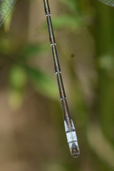 Lestes unguiculatus