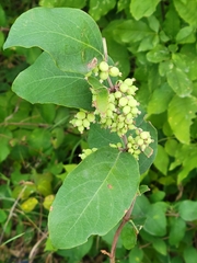 Symphoricarpos occidentalis