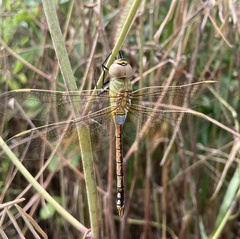 Anax ephippiger