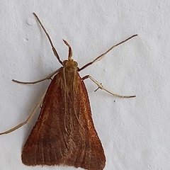 Synaphe punctalis