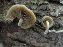 Simocybe
