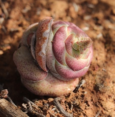 Crassula hemisphaerica