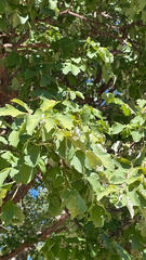 Acer griseum