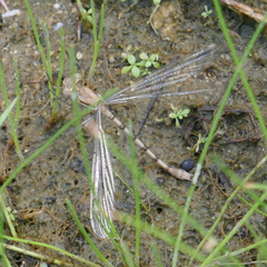 Archilestes
