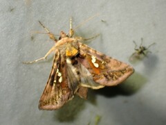 Autographa bimaculata