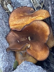 Omphalotus