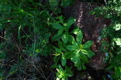 Talinum paniculatum