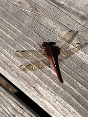 Odonata