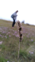 Colletes