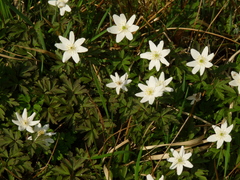 Anemonoides nemorosa