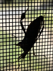 Leptoglossus oppositus
