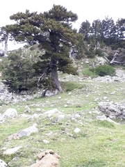 Pinus heldreichii