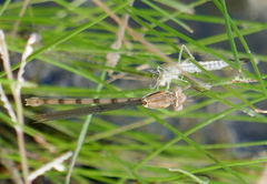 Archilestes