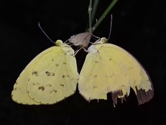Eurema hecabe
