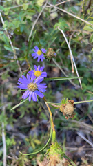 Eurybia hemispherica