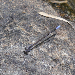 Argia hinei