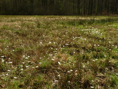 Anemonoides nemorosa