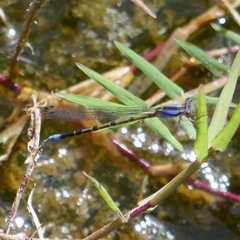 Argia extranea
