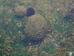 Cinachyrella cavernosa