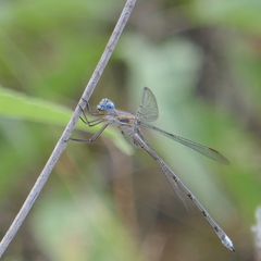 Archilestes californicus