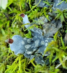 Peltigera didactyla